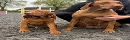 Hungarian Vizsla dogs for sale: KC reg, ready to go now.  - Advert 4