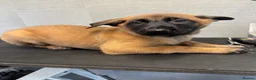 Belgian Shepherd Dog dogs for sale: *****Professionally Trained Boy & Girl Pups***** in Sutton Coldfield - Advert 17
