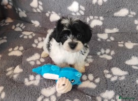 Maltipoo dogs - Advert 4