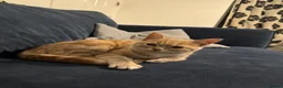British Shorthair cats for sale: Kittens for sale, looking for loving home - Advert 2