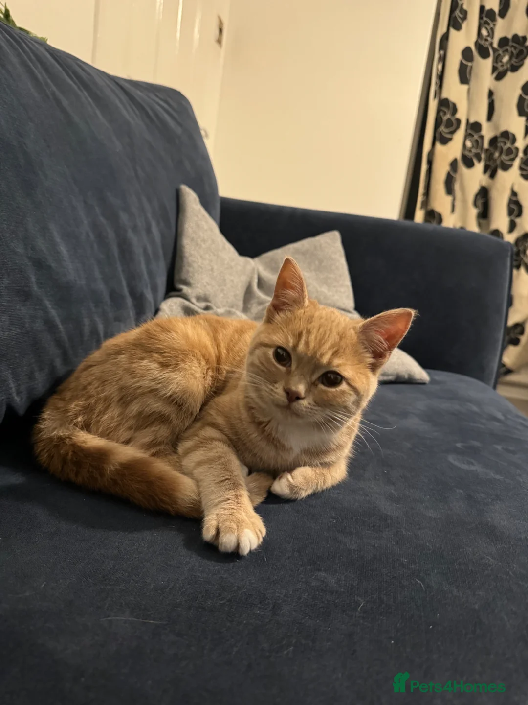 British Shorthair cats for sale: Kittens for sale, looking for loving home - Advert 2
