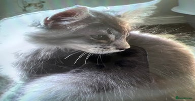 Maine Coon cats - Advert 10