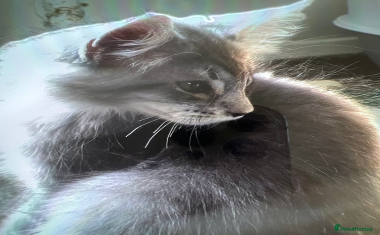 Maine Coon cats - Advert 13