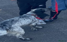 Cockapoo dogs for sale: 7 beautiful cockapoo puppy’s  - Advert 3