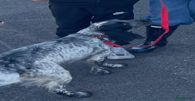 Cockapoo dogs 7 beautiful cockapoo puppy’s  - Advert 1