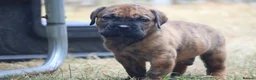 Presa Canario dogs for sale: World class presa canarios  - Advert 16