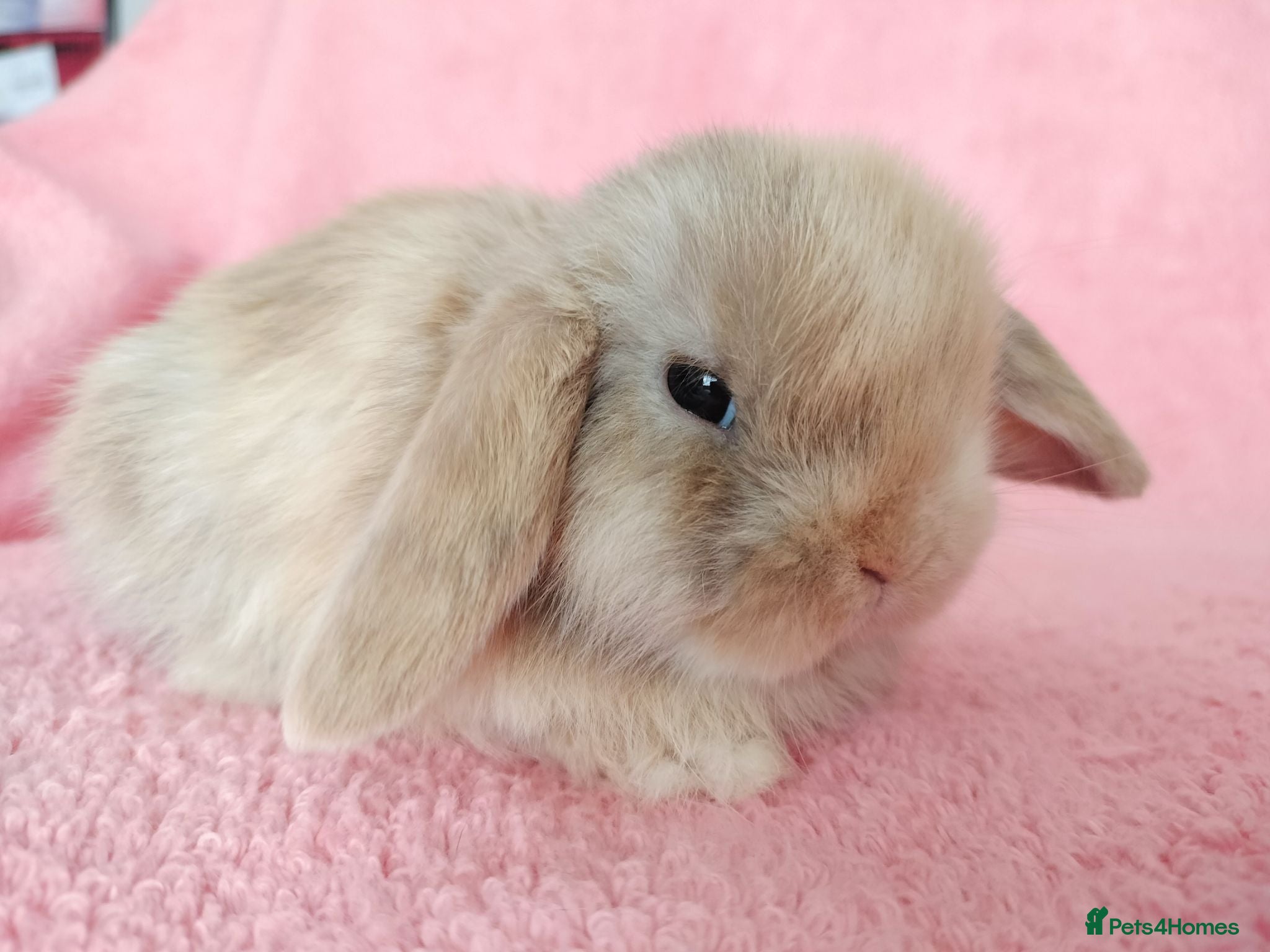 Mini Lop rabbits Baby mini lops for sale  - Advert 13