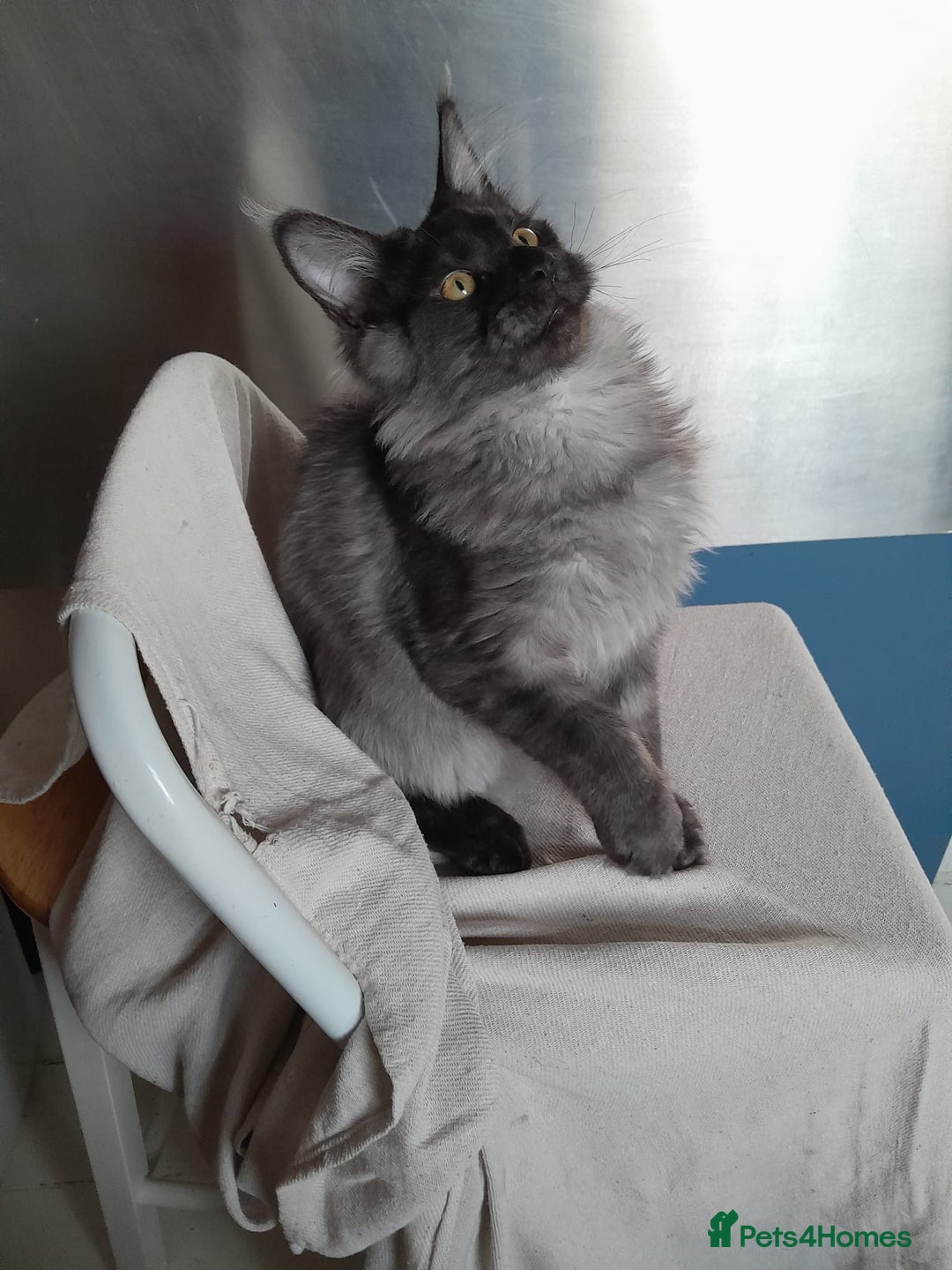 Maine Coon cats for sale: black smoke MaineCoon boy TICA reg - Advert 2