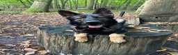 German Shepherd dogs for stud: Gorgeous German Shepherd For Stud in Kidderminster - Advert 5
