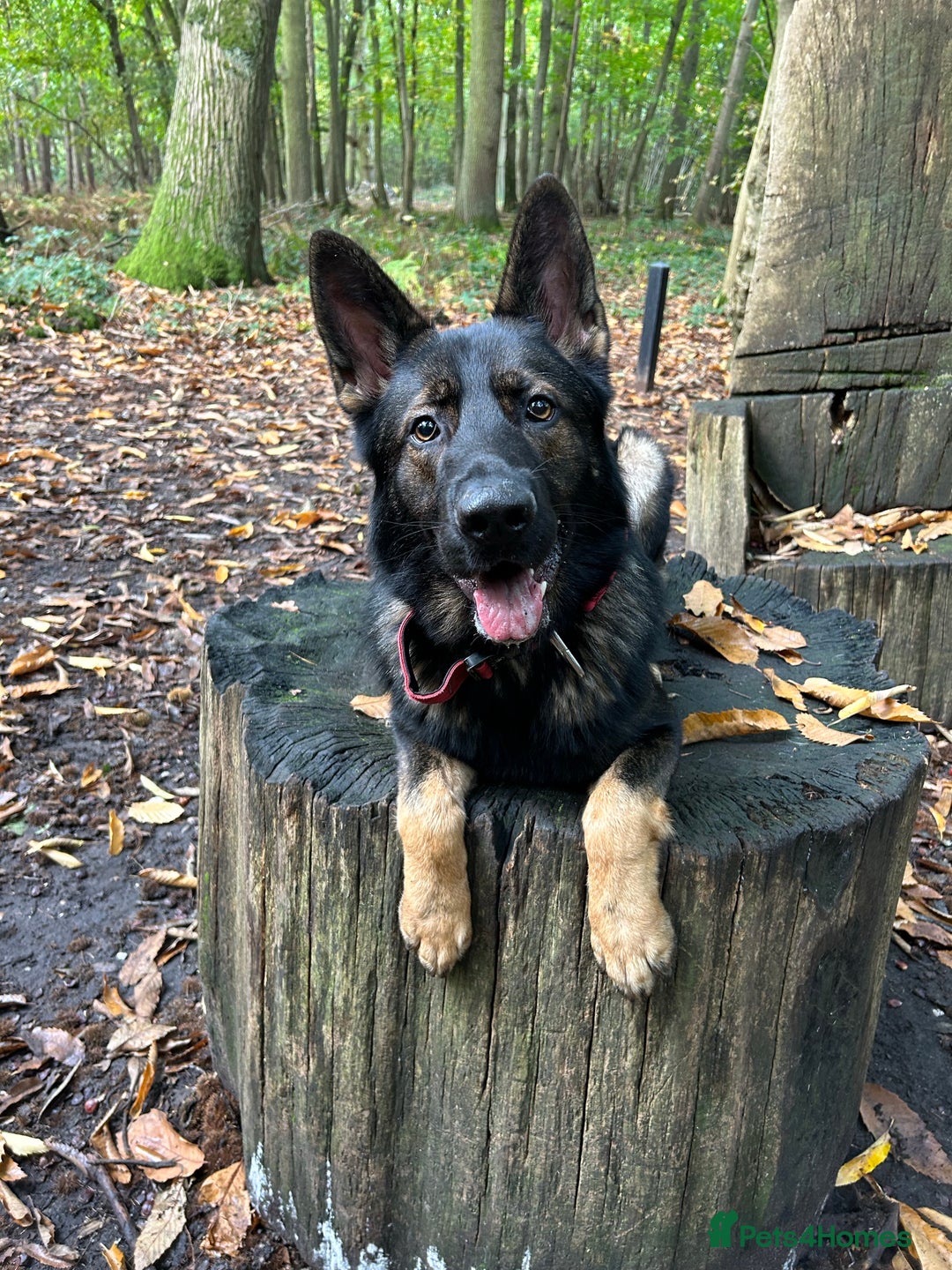 German Shepherd dogs for stud: Gorgeous German Shepherd For Stud in Kidderminster - Image 5