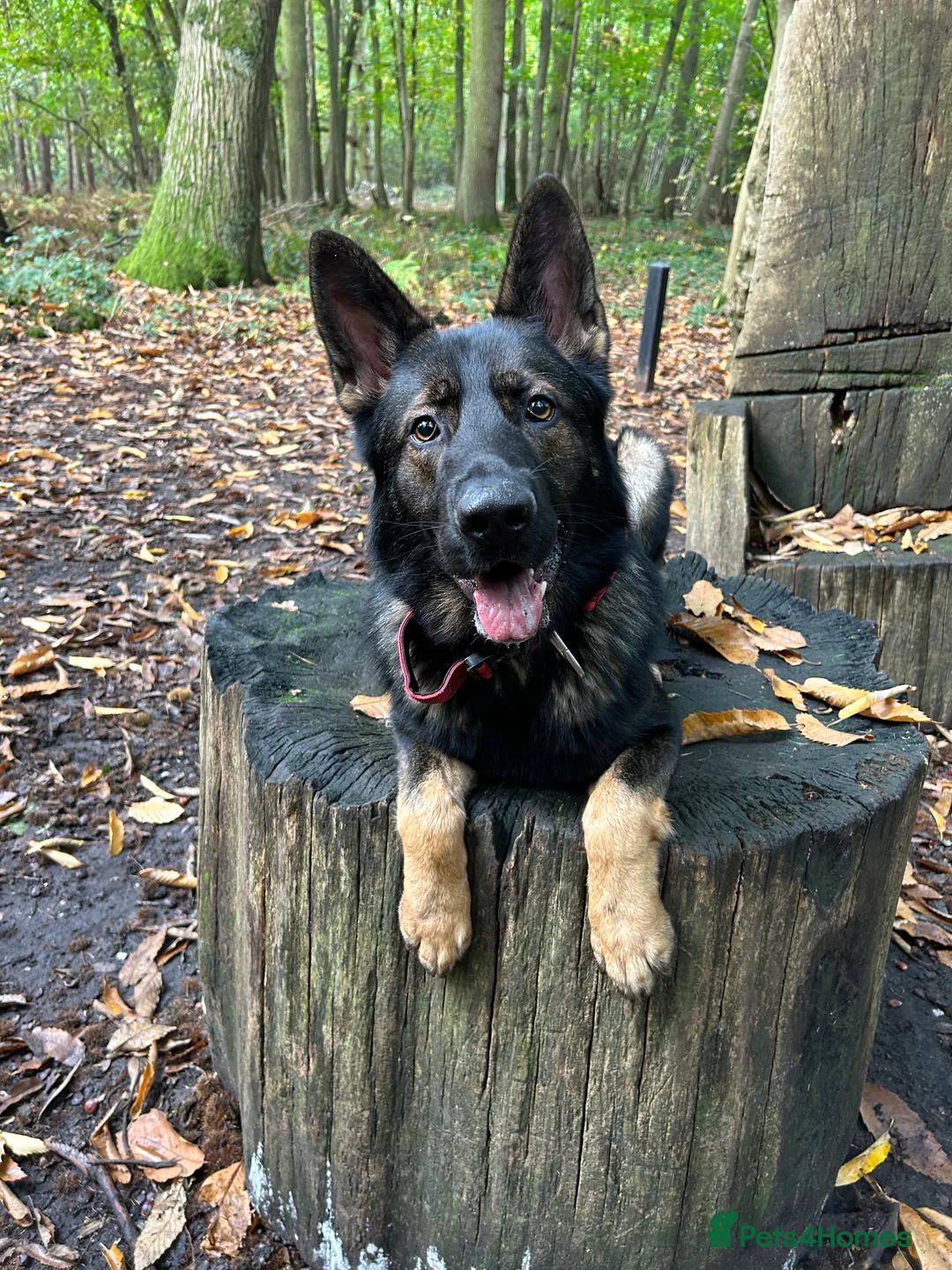 German Shepherd dogs for stud: Gorgeous German Shepherd For Stud in Kidderminster - Advert 5