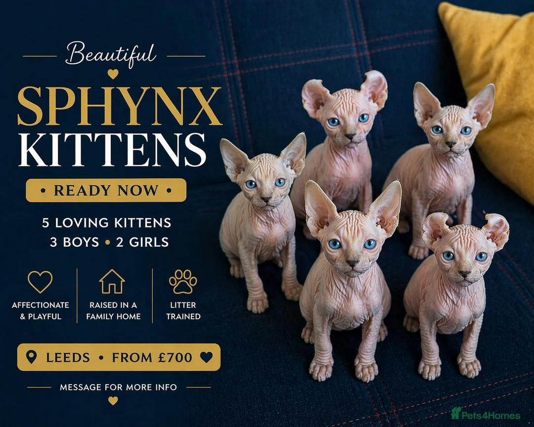 Sphynx cats for sale: Beautiful Blue-Eyed Sphynx Kittens – Ready Now - Advert 1
