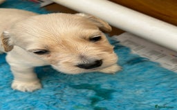 Golden Retriever dogs for sale: Golden Retriever Puppies  - Image 3