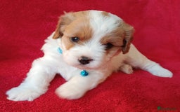 Cavapoo dogs for sale: F2 Cavapoo, Dog breeding license - Advert 6