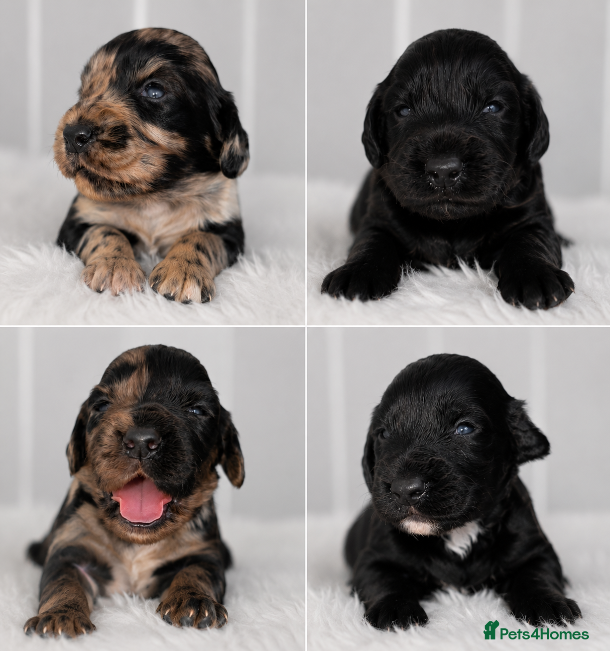 Cocker Spaniel dogs Stunning Merle Cocker Spaniels 🐾  - Advert 2