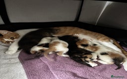 Mixed Breed cats for sale: 4 beautiful kittens - Image 6