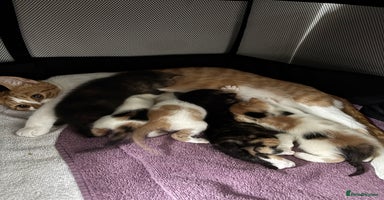 Mixed Breed cats - Advert 6
