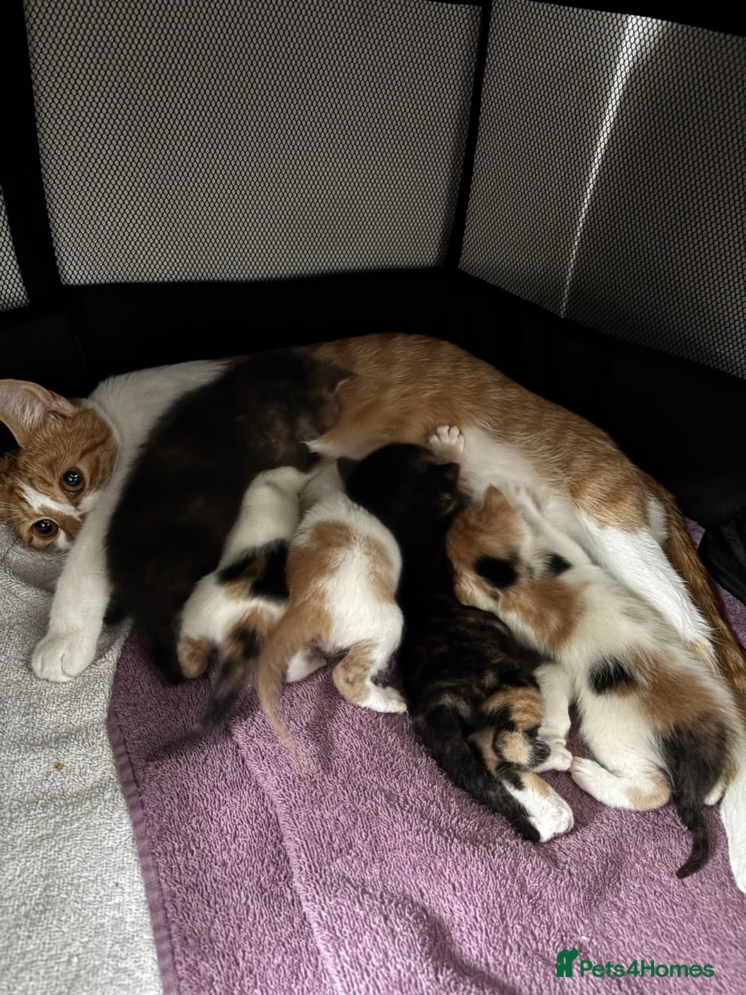 Mixed Breed cats for sale: 4 beautiful kittens - Image 6