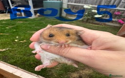 Hamster rodents for sale: Baby syrian hamsters males and females - Image 9