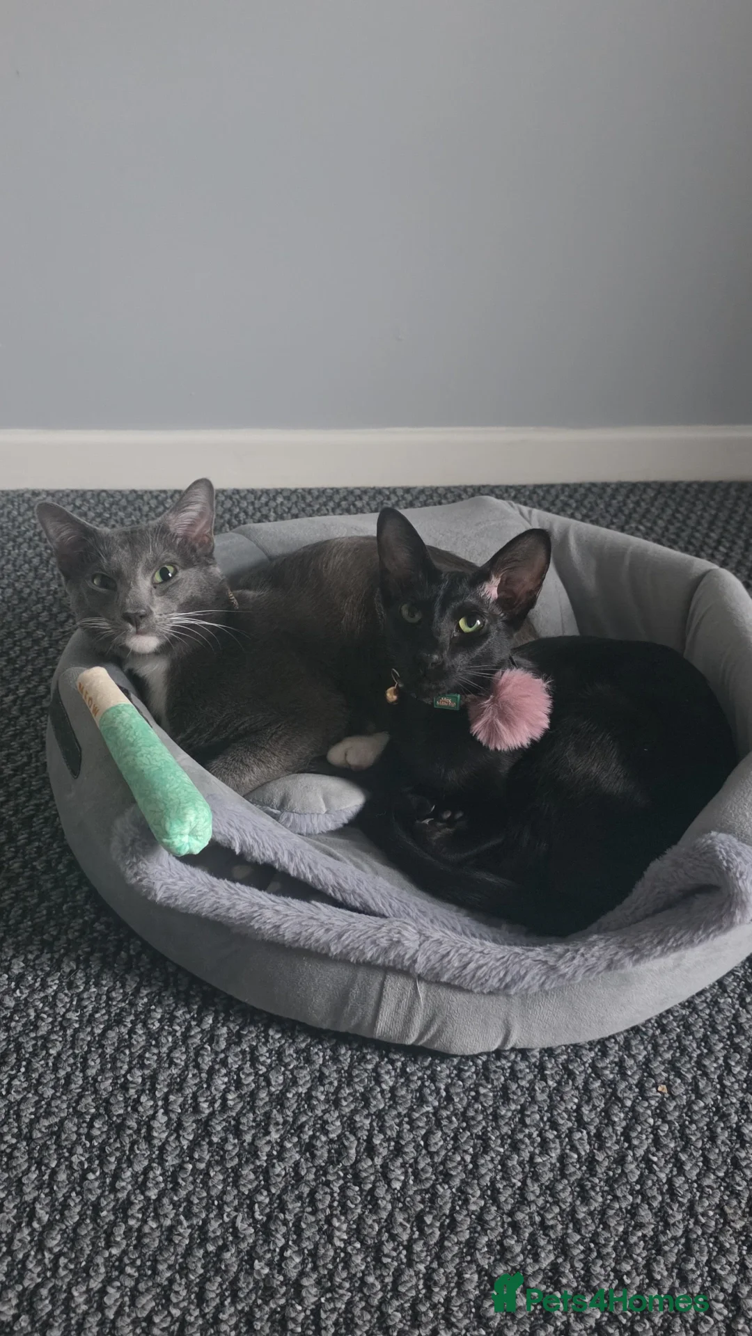 Oriental cats for sale: Oriental Shorthair Kittens - Advert 6