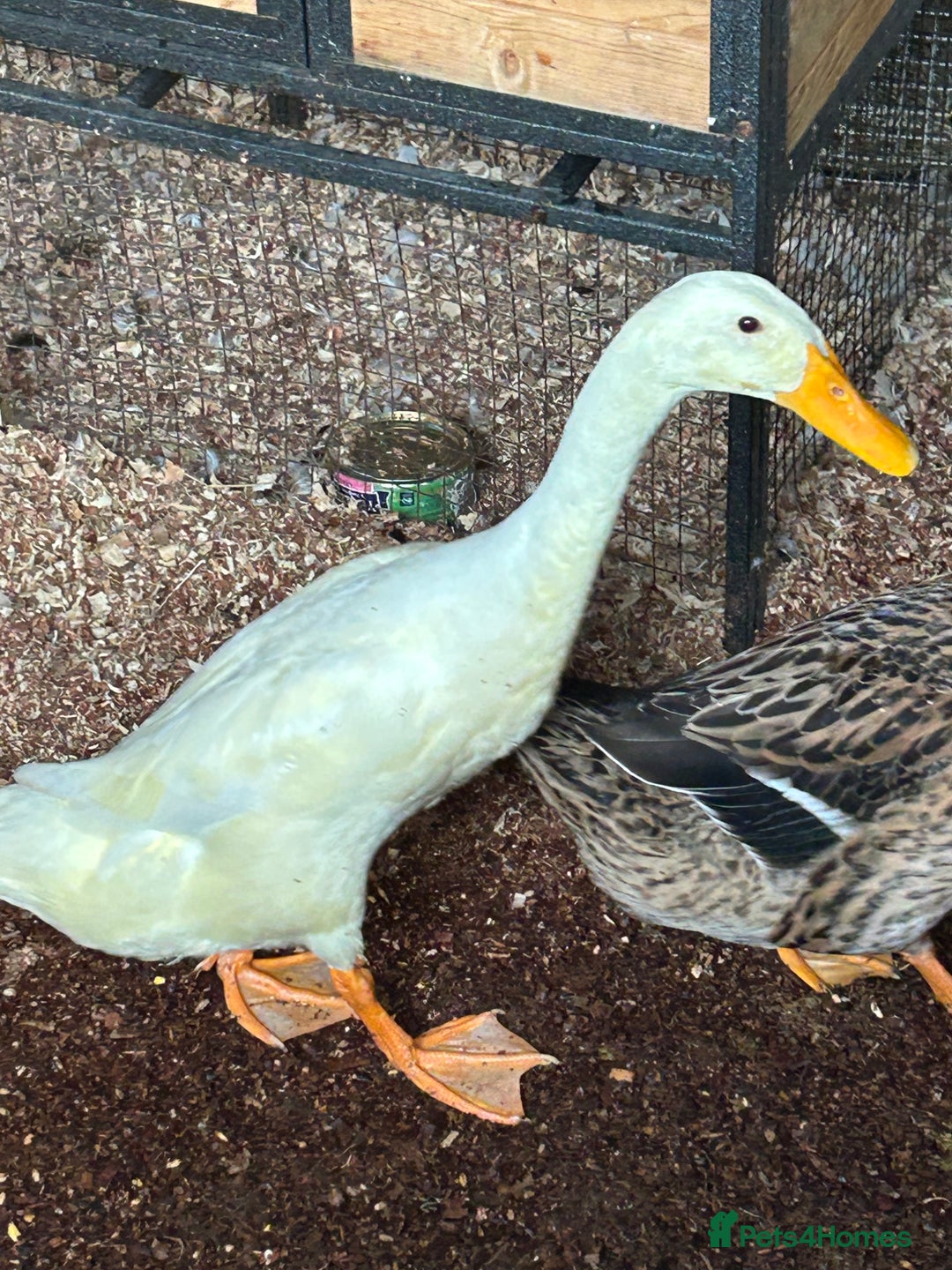 Ducks poultry for sale: Mixed breed ducks - Image 7