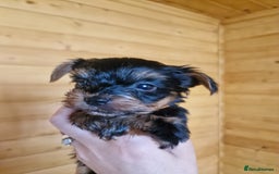 Yorkshire Terrier dogs for sale: Miss Bella and adorable boys - Image 4