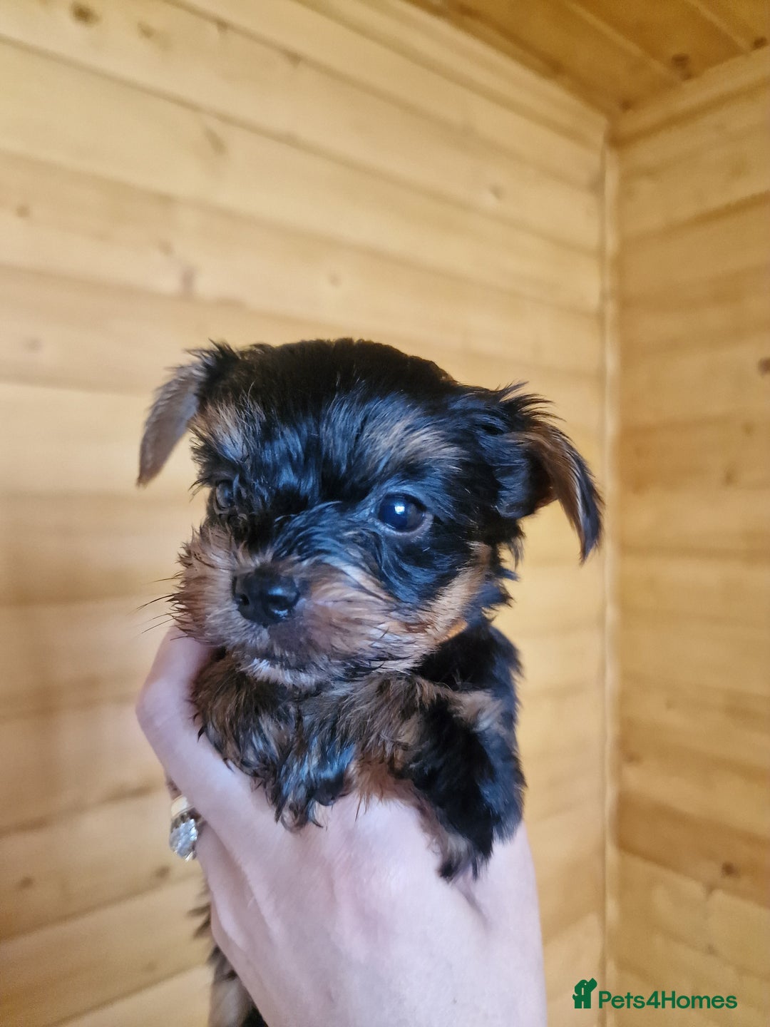 Yorkshire Terrier dogs for sale: Miss Bella and adorable boys - Image 4