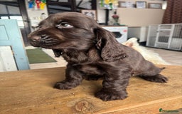 Cocker Spaniel dogs for sale: Show quality pups available  - Image 3