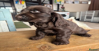Cocker Spaniel dogs Show quality pups available  - Advert 3