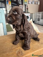 Cocker Spaniel dogs Show quality pups available - Advert 6