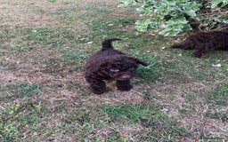 Cockapoo dogs for sale: Stunning F1B Cockapoo puppies  - Image 5
