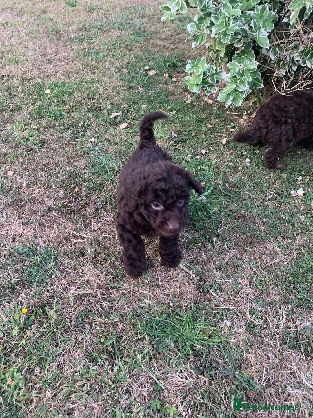 Cockapoo dogs for sale: Stunning F1B Cockapoo puppies  - Image 5