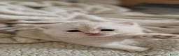British Shorthair cats for sale: Beautiful gold British shorthair  - Advert 5