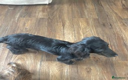 Miniature Dachshund dogs for sale: Adorable kc mini l/h  boy looking for his home .  - Image 38