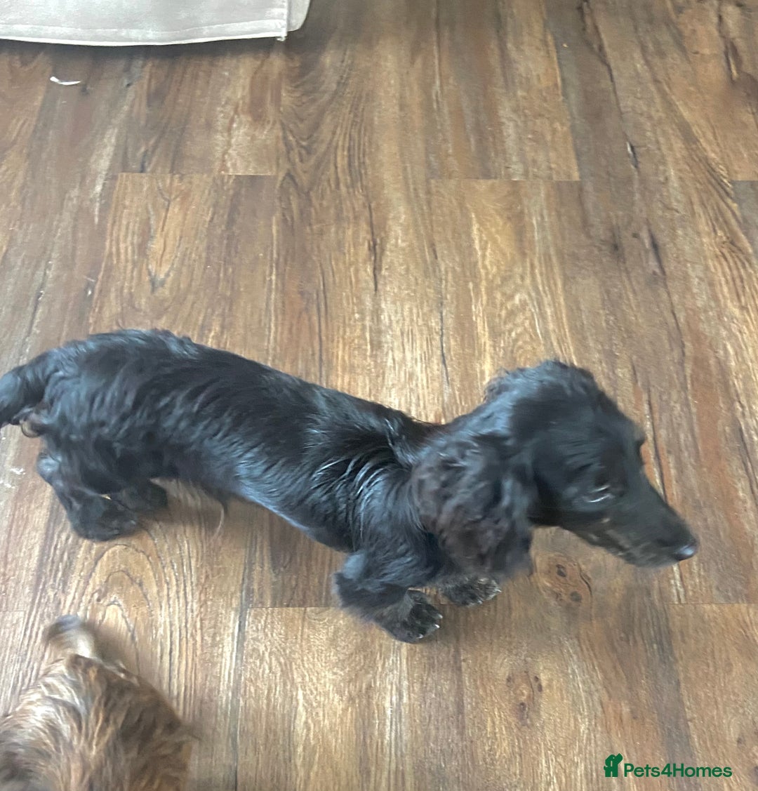 Miniature Dachshund dogs for sale: Adorable kc mini l/h  boy looking for his home .  - Image 38