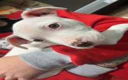 Mixed Breed dogs for sale: Lottie - Image 4