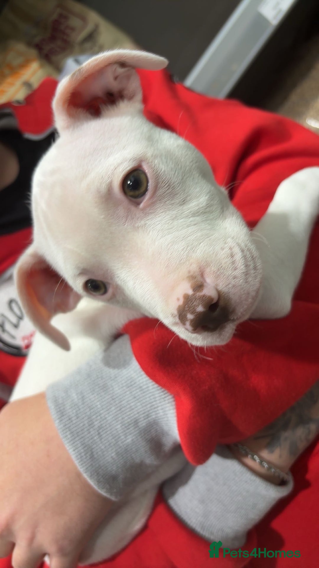 Mixed Breed dogs for sale: Lottie - Image 4