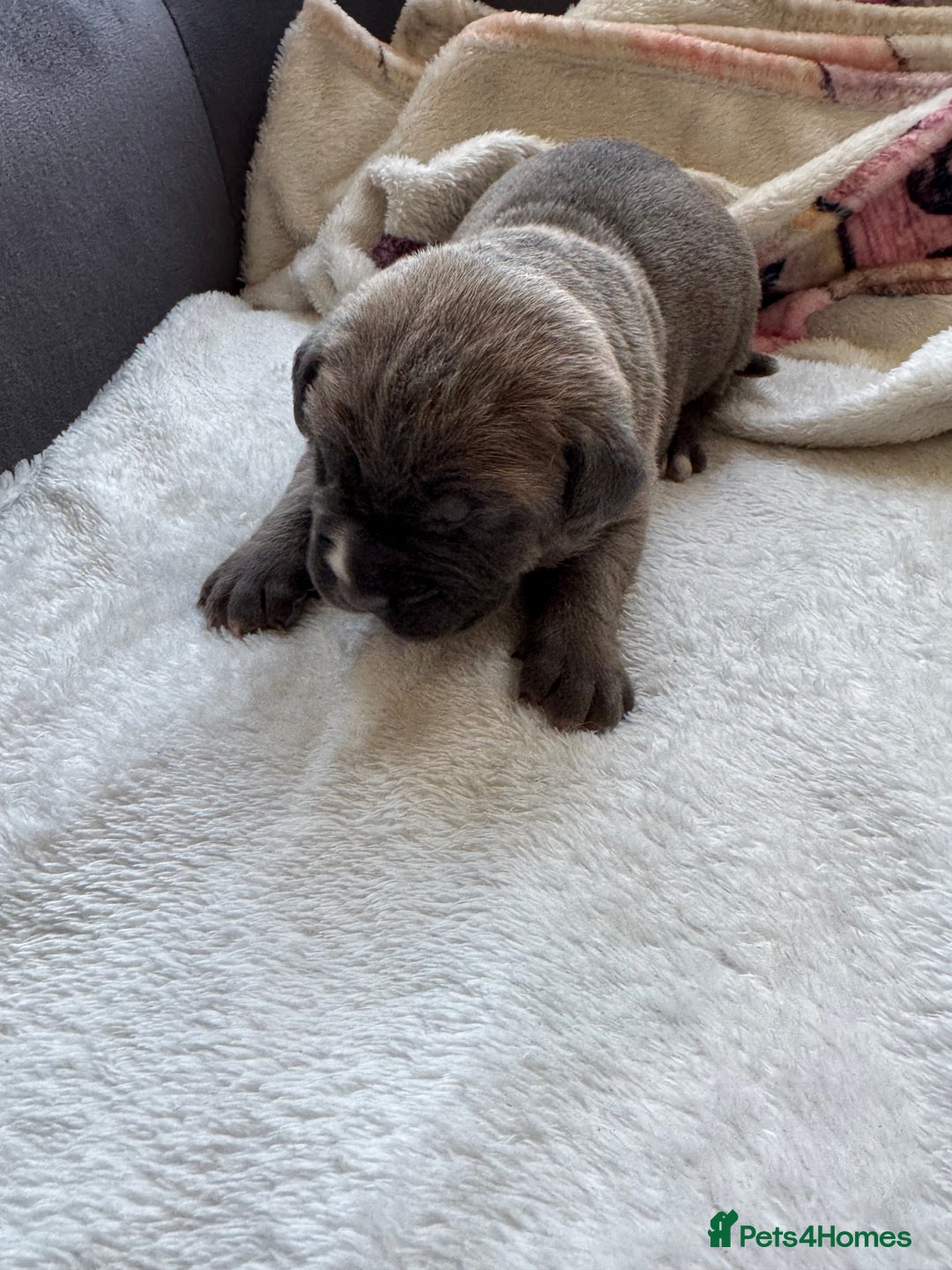 Cane Corso dogs for sale: 6 beautiful cane Corso puppies  - Advert 21