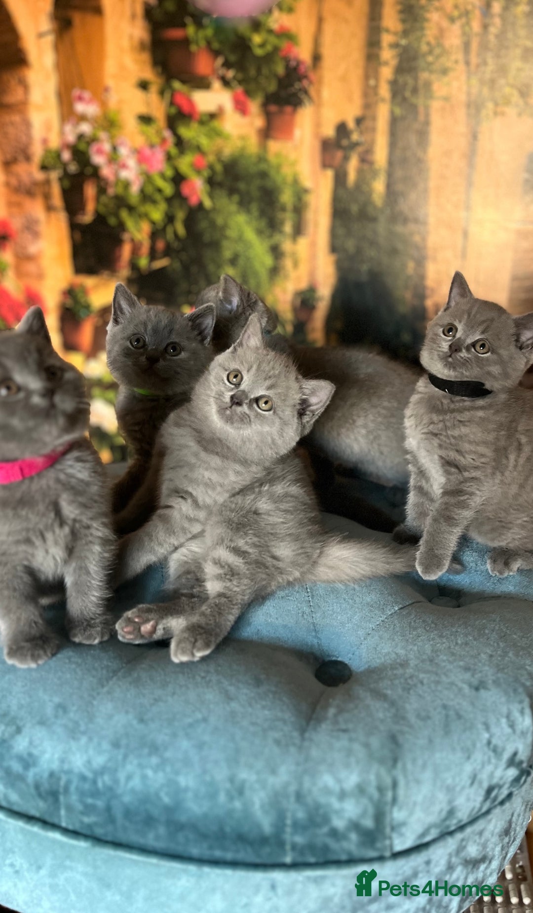 British Shorthair cats for sale: Beautiful British shorthair kittens 🐱 🥰 - Advert 22