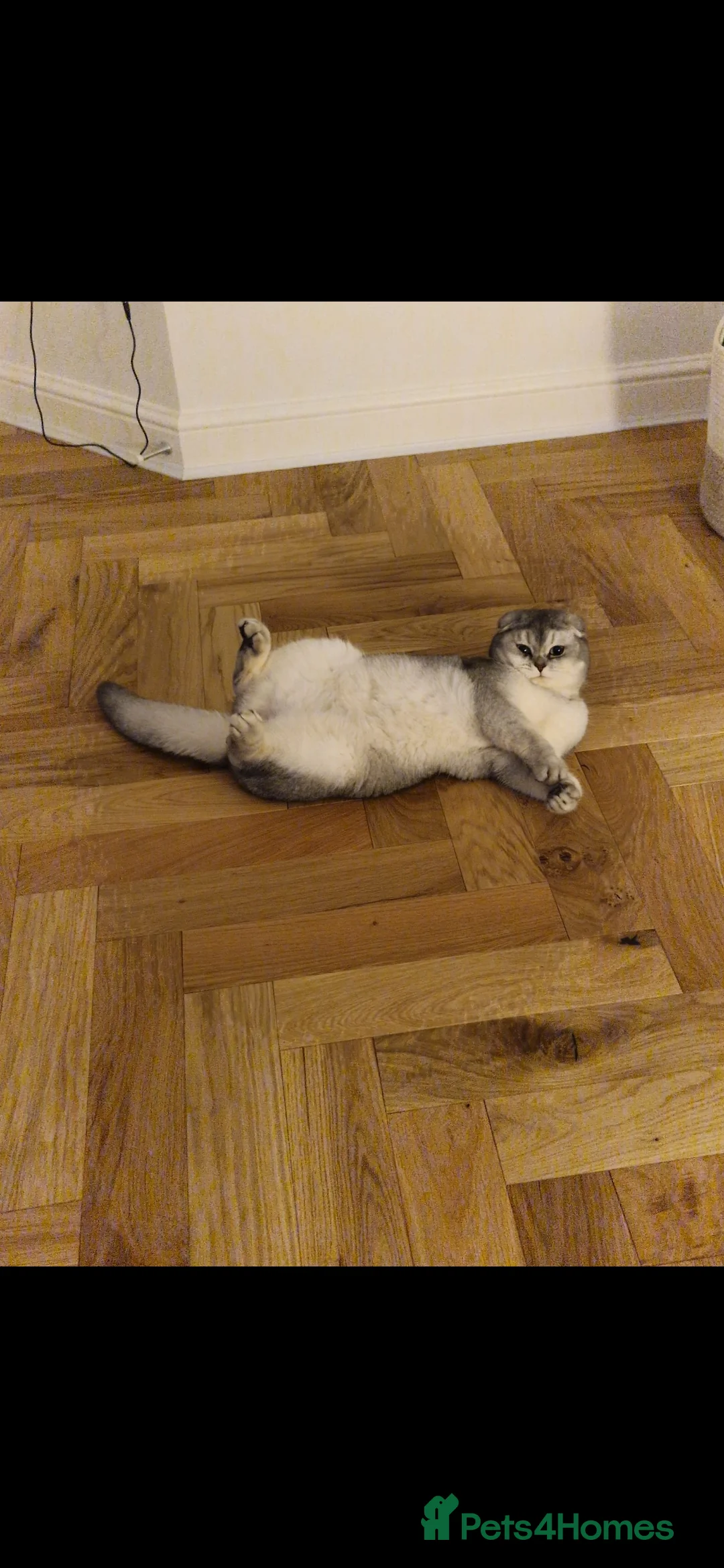 Scottish Fold cats for sale: Male chinchilla Scottish fold 18 months old - Advert 10