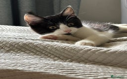 British Shorthair cats for sale: Male kitten - Image 2