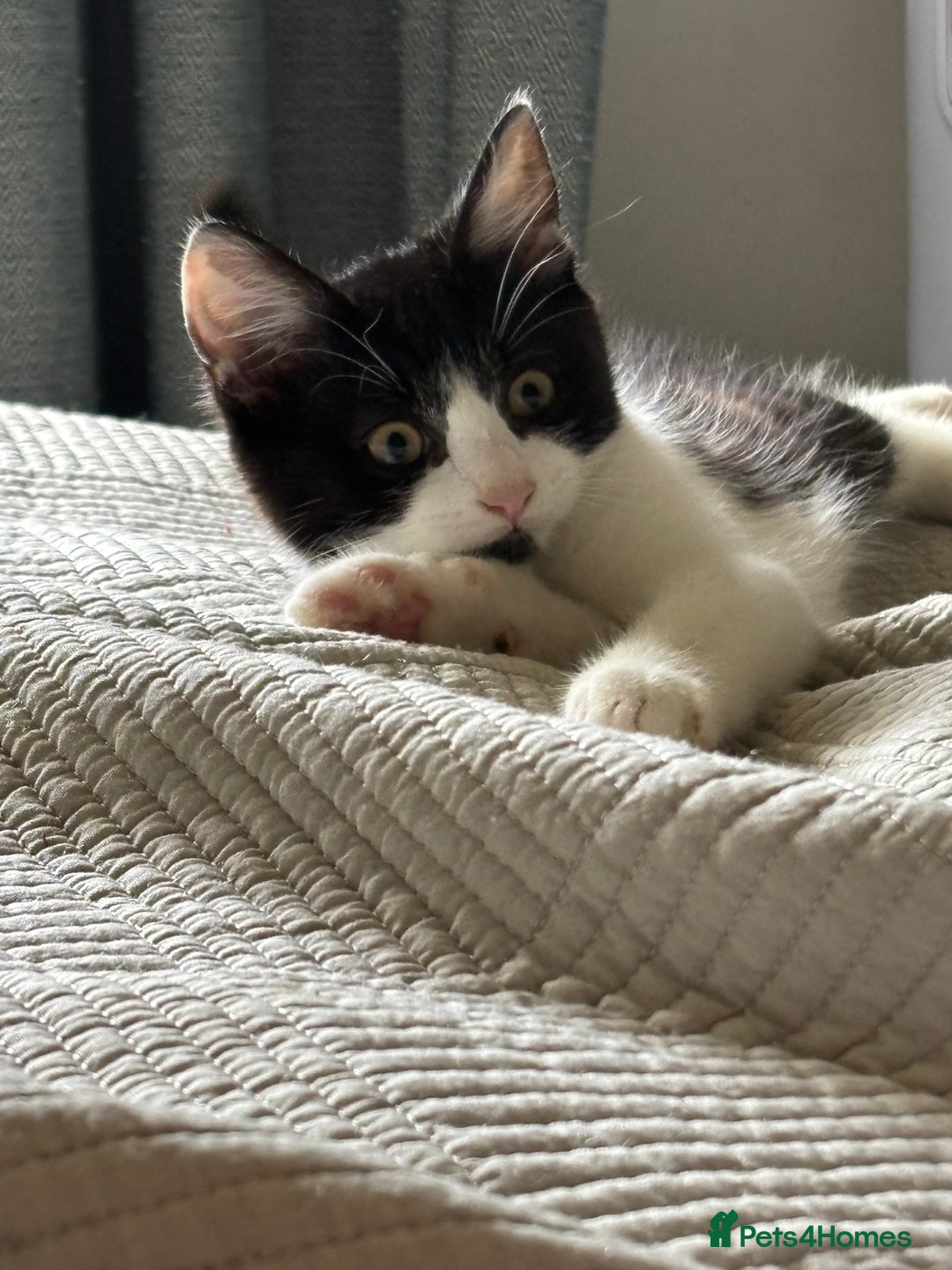 British Shorthair cats for sale: Male kitten - Image 2