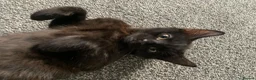 Mixed Breed cats for sale: Beautiful Boy - patiently waiting for forever home - Advert 4