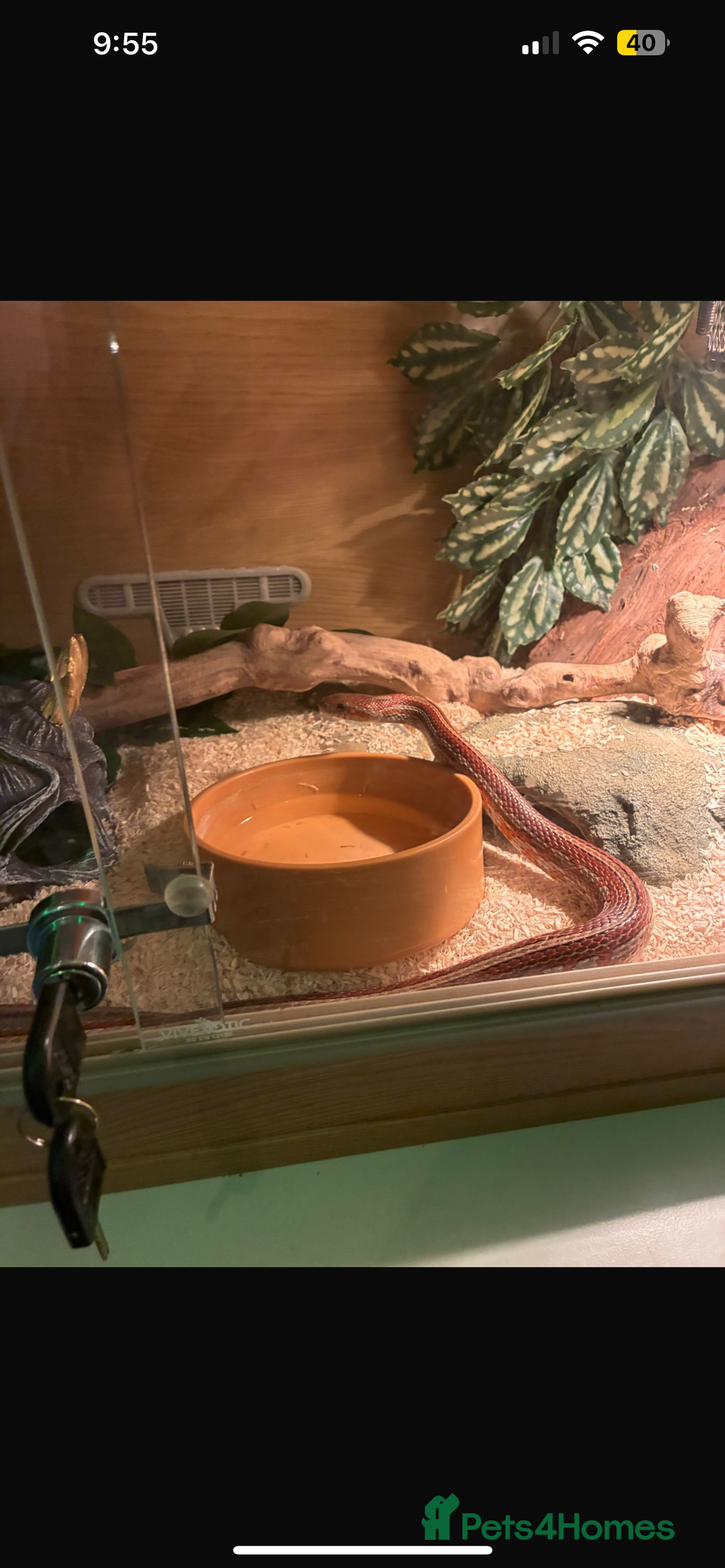 Corn Snake reptiles for sale: Beautiful corn snake  - Image 2