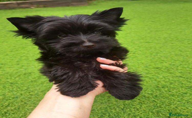 Yorkshire Terrier dogs Beautiful Yorkshire terrier - Advert 1