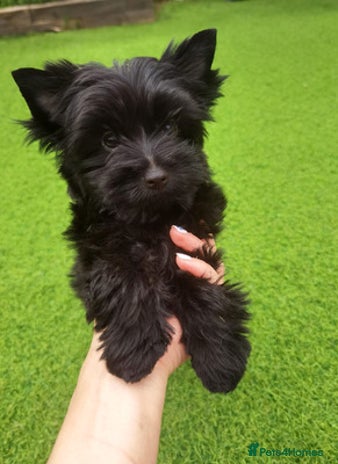 Yorkshire Terrier dogs Beautiful Yorkshire terrier - Advert 1