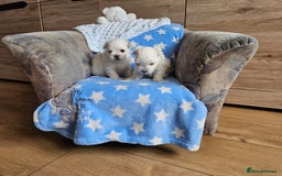 Maltese dogs for sale: KC Korean Maltese Terrier Puppies - Image 10