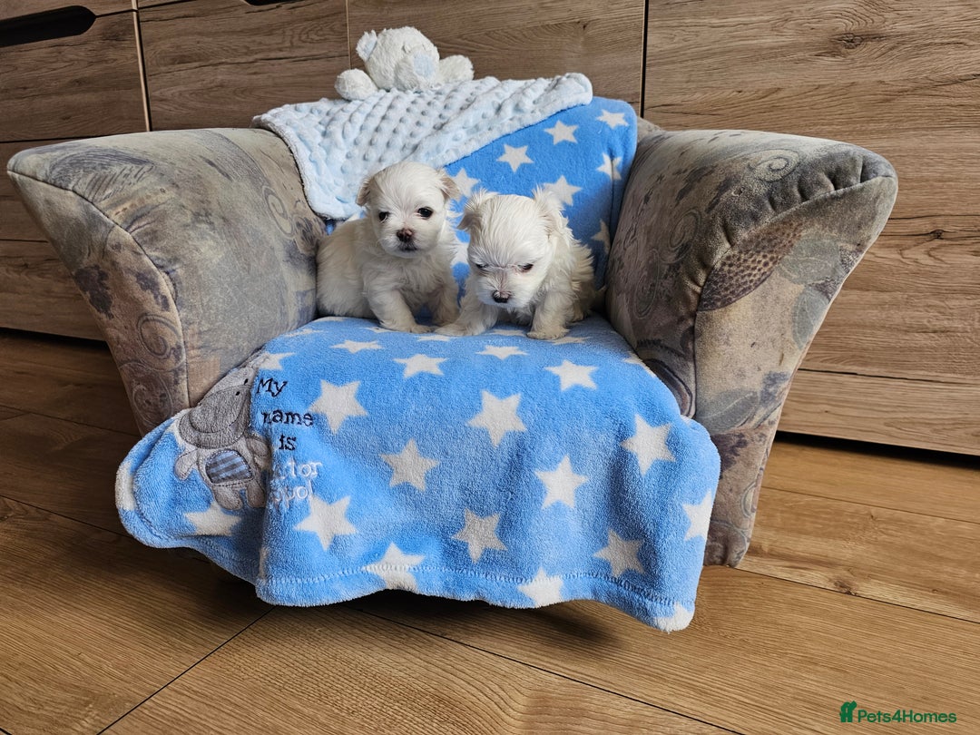 Maltese dogs for sale: KC Korean Maltese Terrier Puppies - Image 10