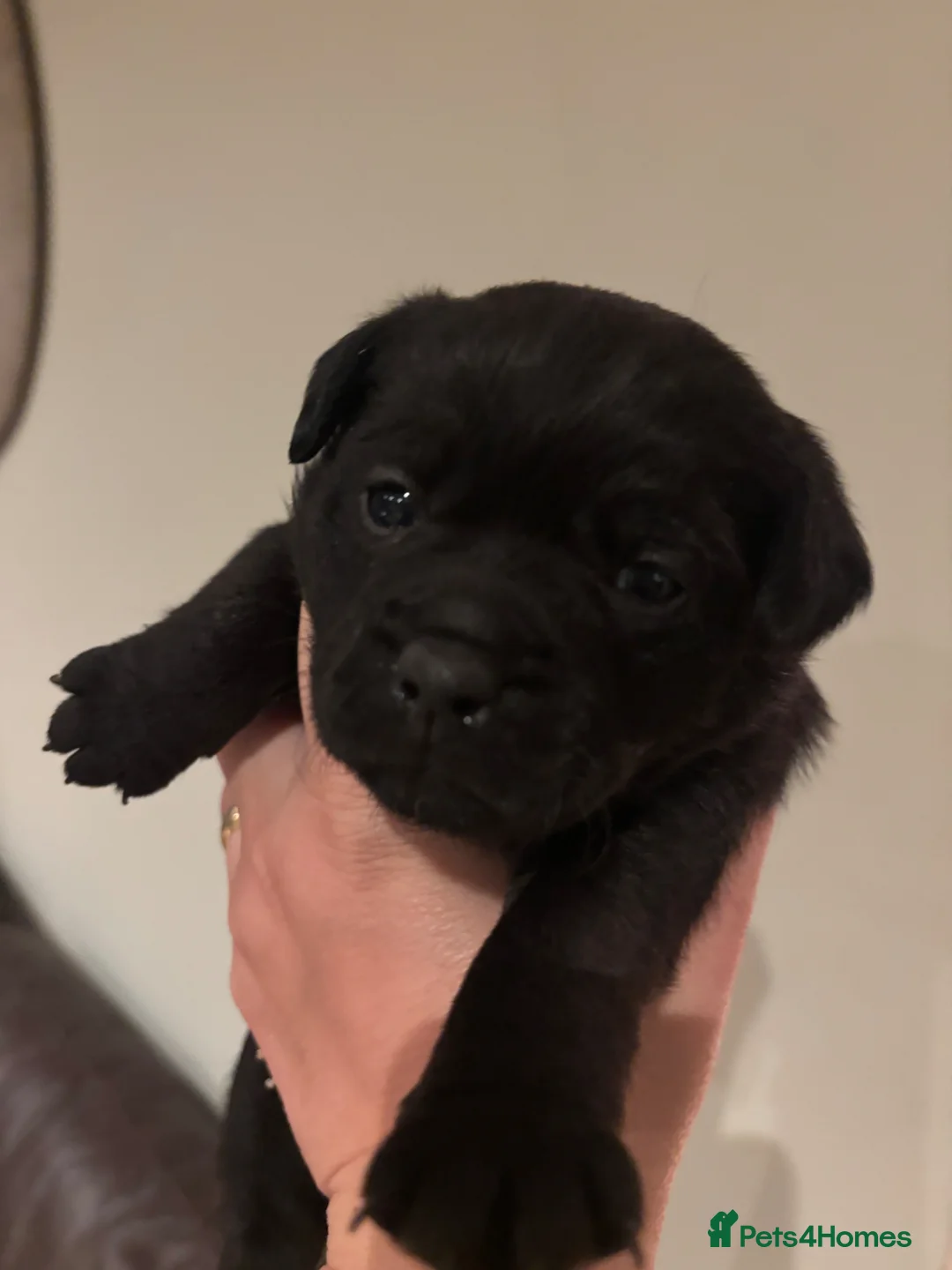 Patterdale Terrier dogs for sale: Gorgeous patterdale pups for sale - Advert 2