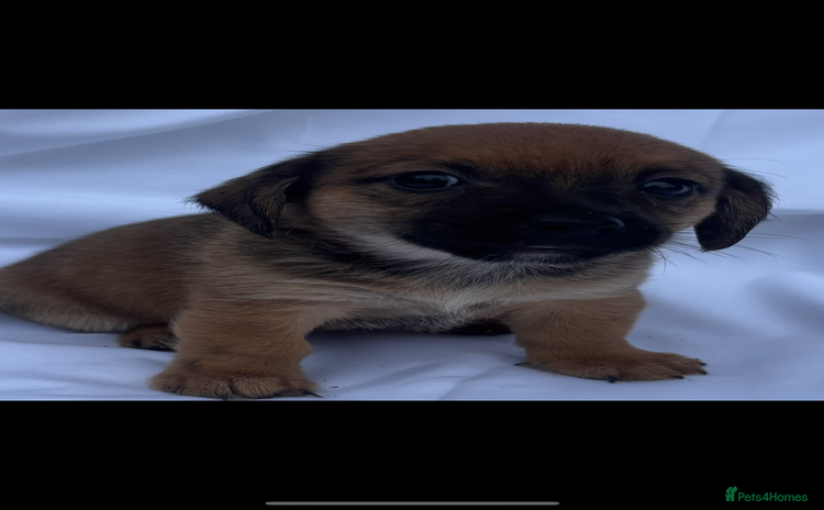 Jack Russell dogs - Advert 2